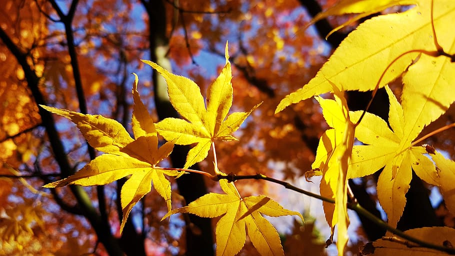 autumn, maple, leaf, yellow, orange, plant part, change, beauty in nature HD wallpaper