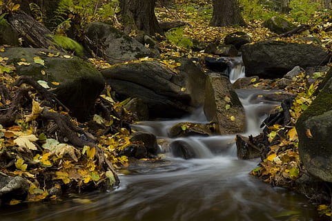 Brown and Green Leaves Beside River, boulder, cascade, environment HD wallpaper