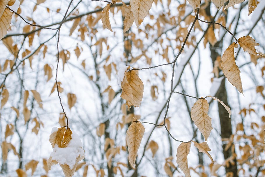 brown-leafed tree, plant, animal, insect, invertebrate, nature HD wallpaper