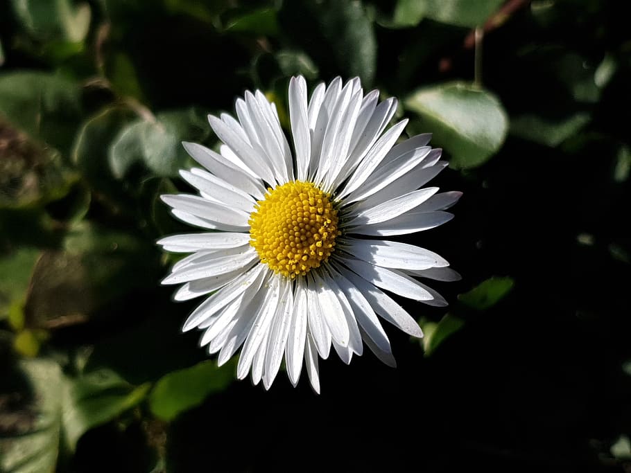 daisy, spring, flowers, nature, bloom, white, garden, plant, HD wallpaper
