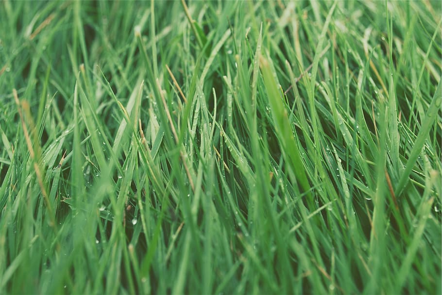 green, grass, green color, full frame, plant, growth, backgrounds HD wallpaper