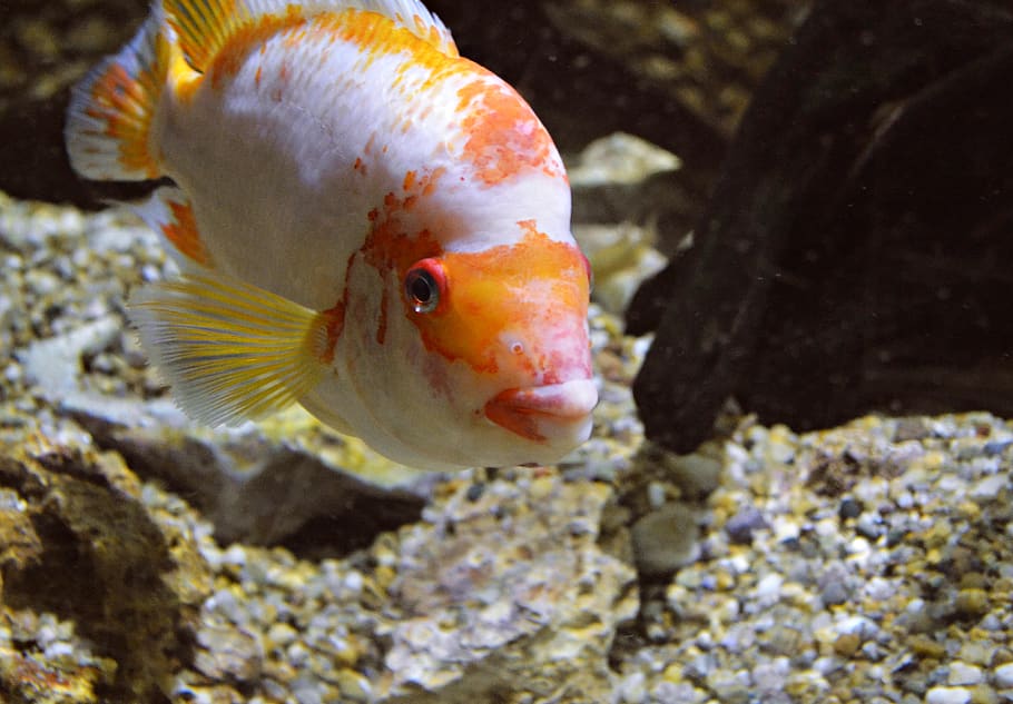 romania, constanța, acvariu constanța, fish, animal kingdom HD wallpaper