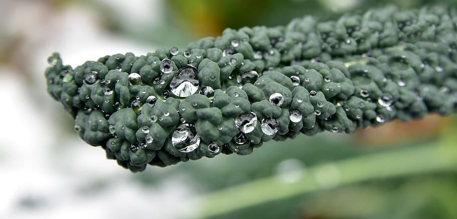 kohl, cabbage leaf, winter, close up, snow, ice, drip, cold HD wallpaper
