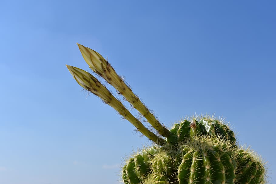 cactus, bloom, flowers, flora, nature, scratchy, the buds, plant HD wallpaper