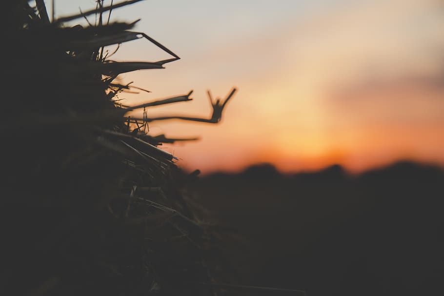 germany, rheinstetten, epplesee, sunset, field, crop, mow, sky HD wallpaper
