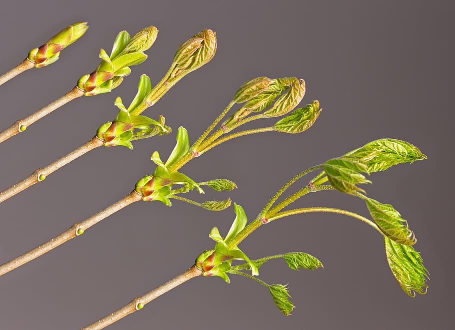bud, leaf, development, go up, branch, sprout, engine, growth HD wallpaper