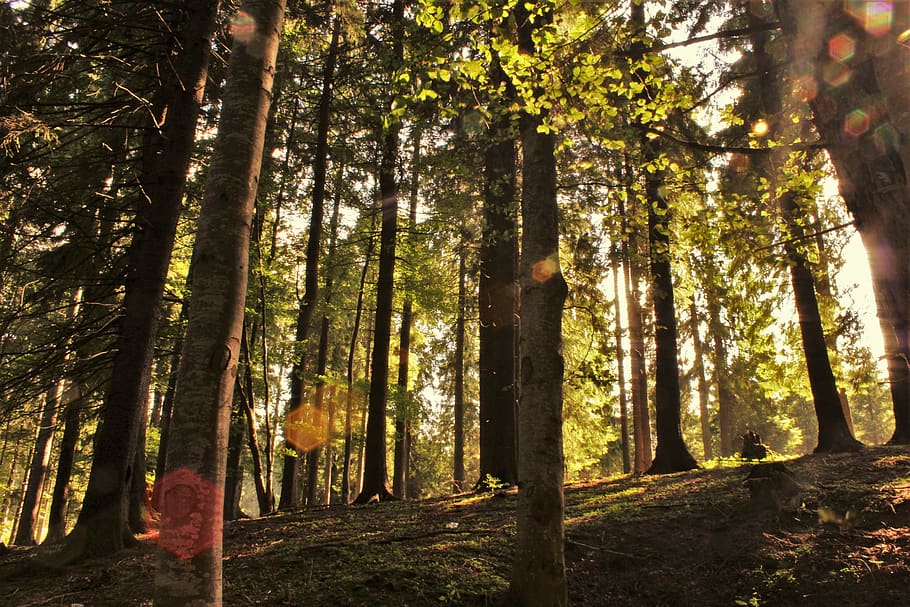 romania, brașov, forest, tree, plant, land, trunk, tree trunk HD wallpaper