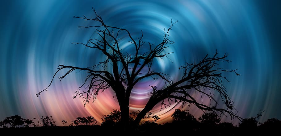 tree without leaf illustration, plant, sky, nature, silhouette HD wallpaper