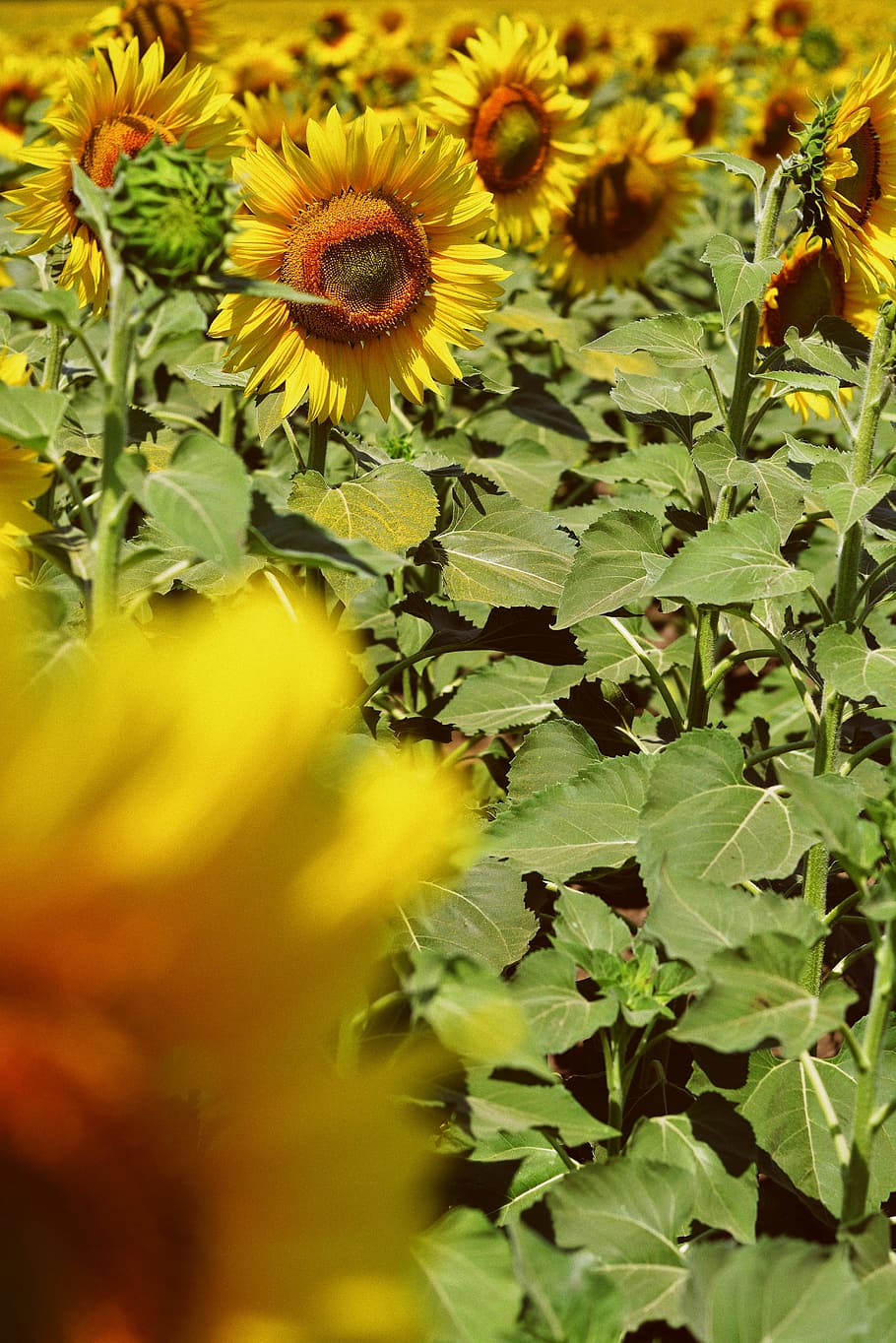 field of sunflower, leaf, leaves, yellow, petal, close up, nature HD wallpaper