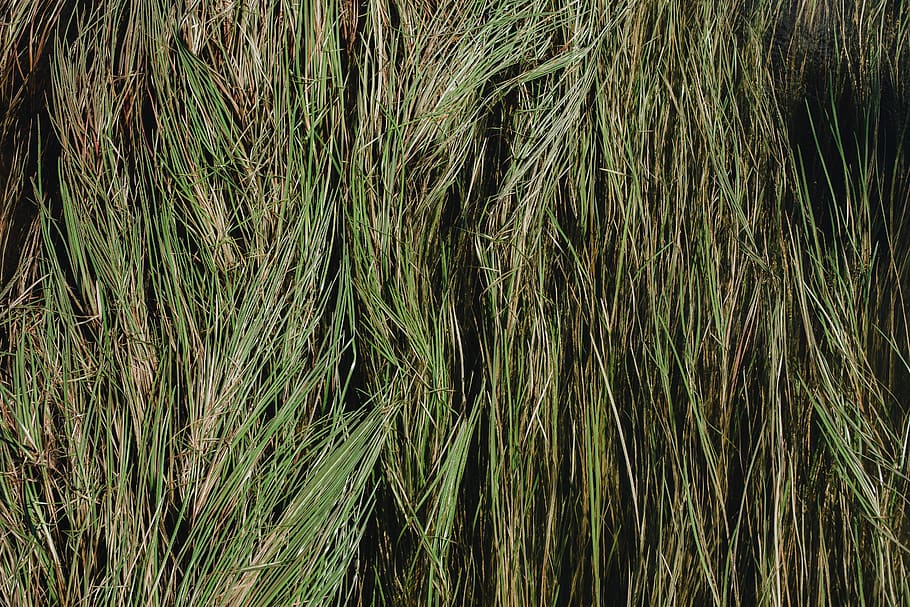 grass, plant, agropyron, lawn, texture, green, nature, pattern HD wallpaper