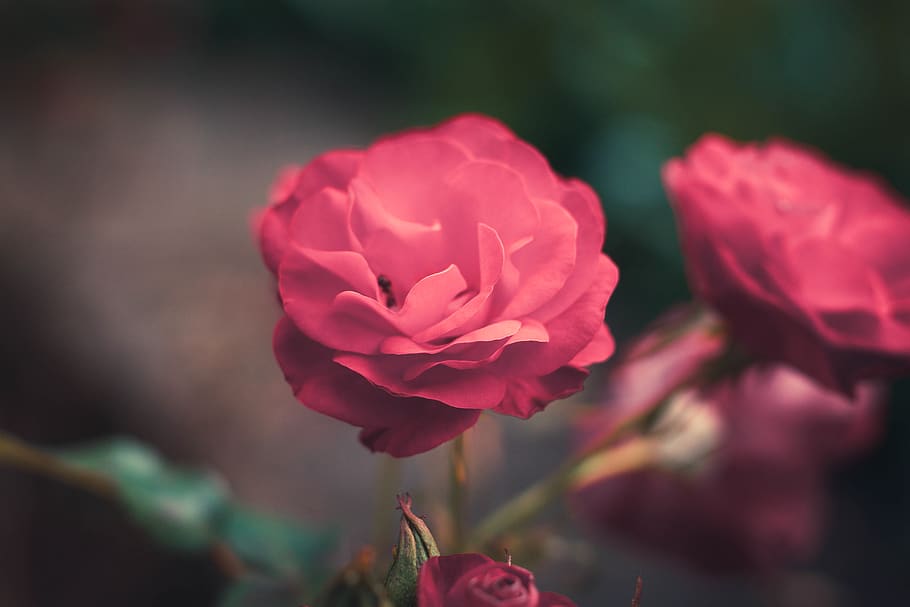 flower, flowers, rose, macro, flowering plant, beauty in nature HD wallpaper