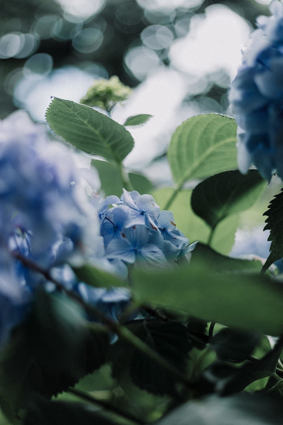 blue hydrangea flowers, plant, beauty in nature, growth, flowering plant HD wallpaper