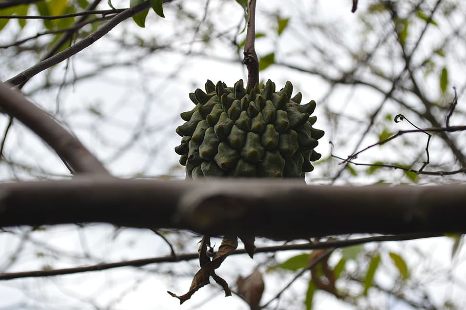 colombia, jamundí, tree, fruit, anón, closeup, plant, growth HD wallpaper