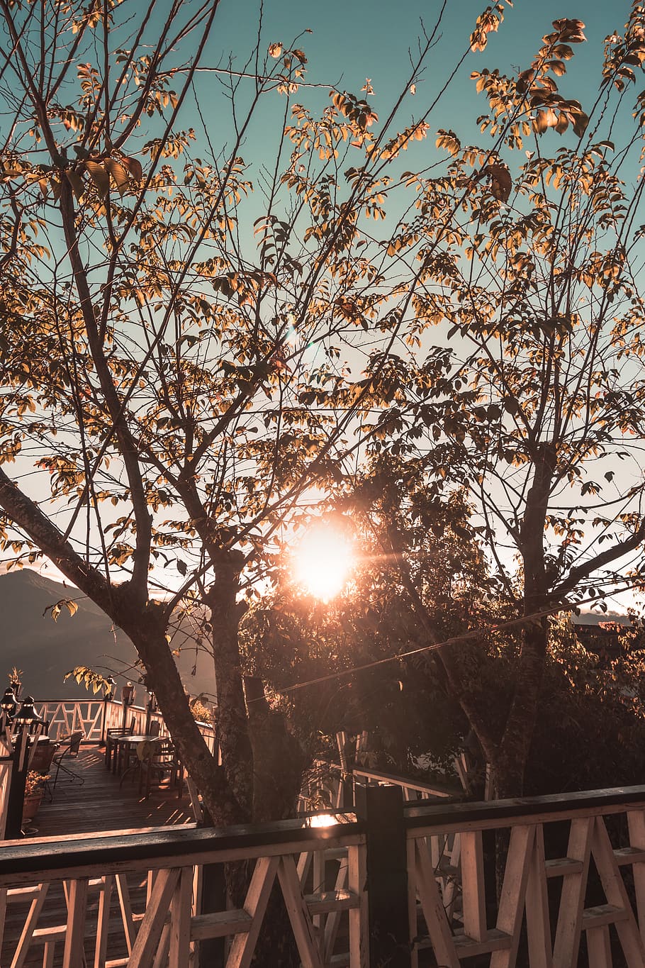 flare, light, sunlight, tree, plant, outdoors, sky, sunrise HD wallpaper