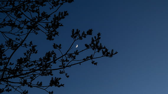 canada, canmore, leaves, branches, moonlight, blue, sky, outdoor HD wallpaper