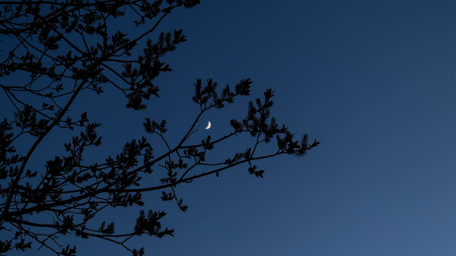 canada, canmore, leaves, branches, moonlight, blue, sky, outdoor HD wallpaper