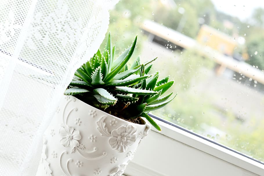 plant, cactus, rain drop, window, green color, growth, nature HD wallpaper
