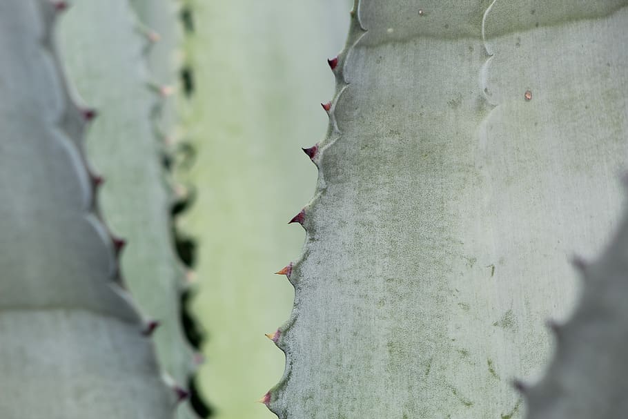 plant, aloe, cactus, animal, bird, agavaceae, room, school, HD wallpaper