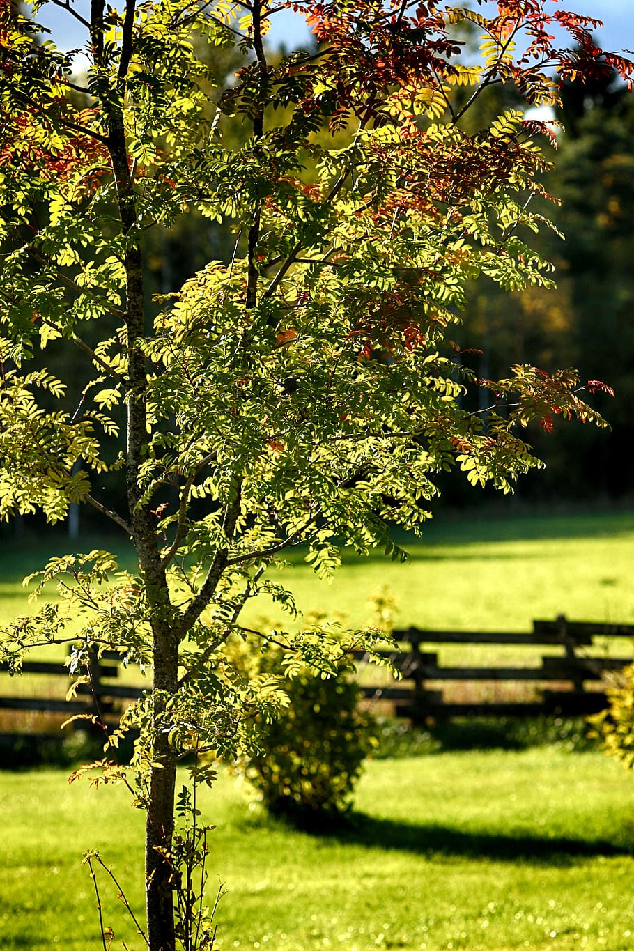autumn, fall, tree, nature, plant, growth, beauty in nature HD wallpaper