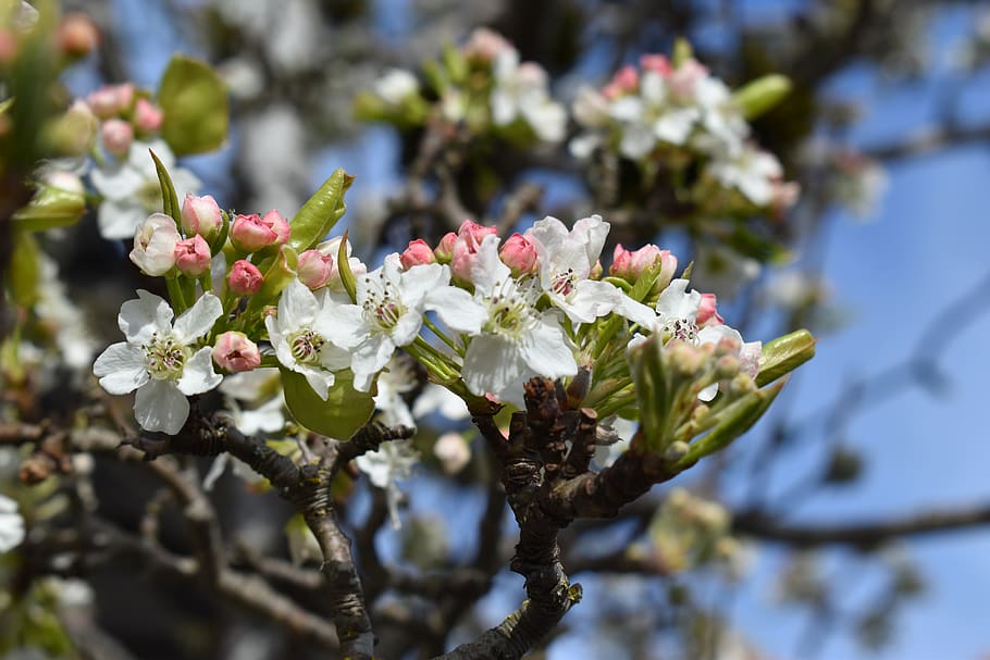 plant, blossom, flower, cherry blossom, pollen, flower arrangement, HD wallpaper