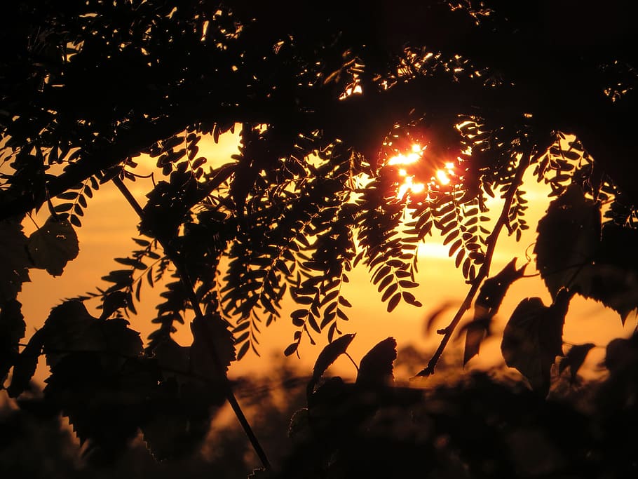 abendstimmung, plant, leave, tree, nature, jungle, silhouette HD wallpaper