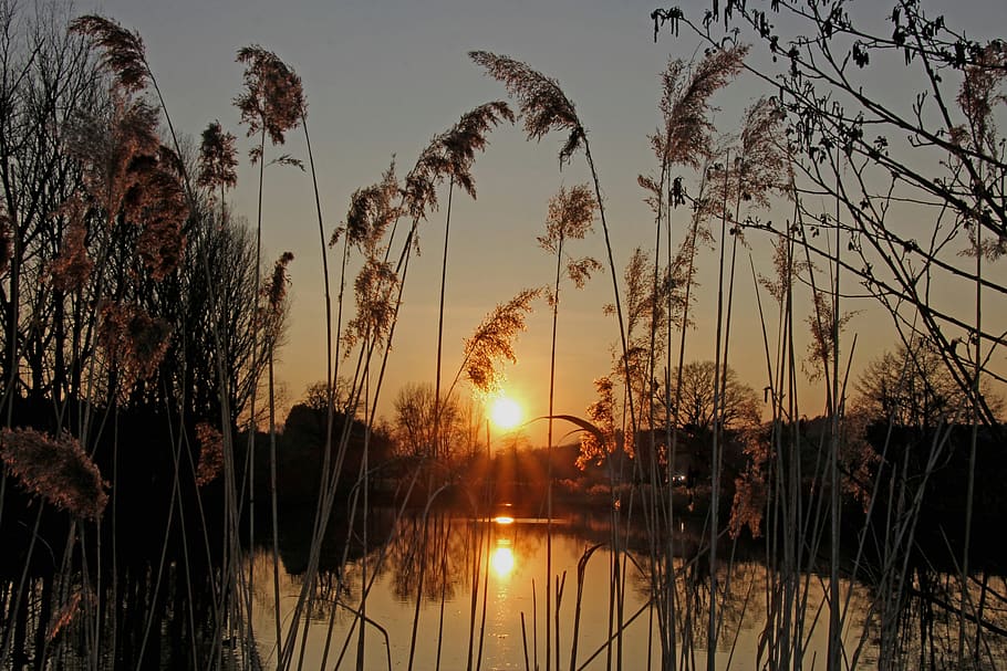 sunset, pond, nature, reed, abendstimmung, evening, water, mood