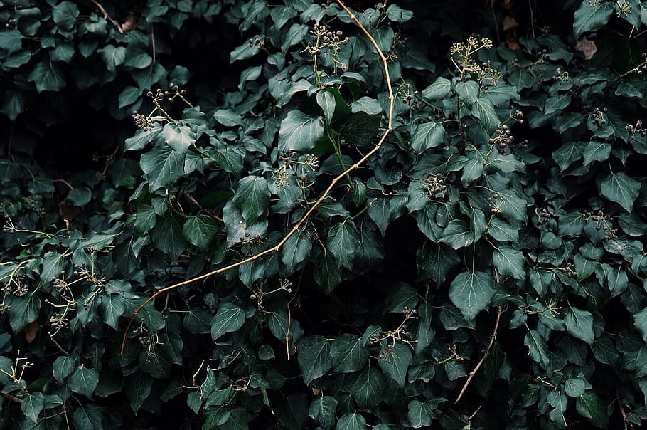 turkey, ankara, plant part, leaf, growth, nature, no people HD wallpaper