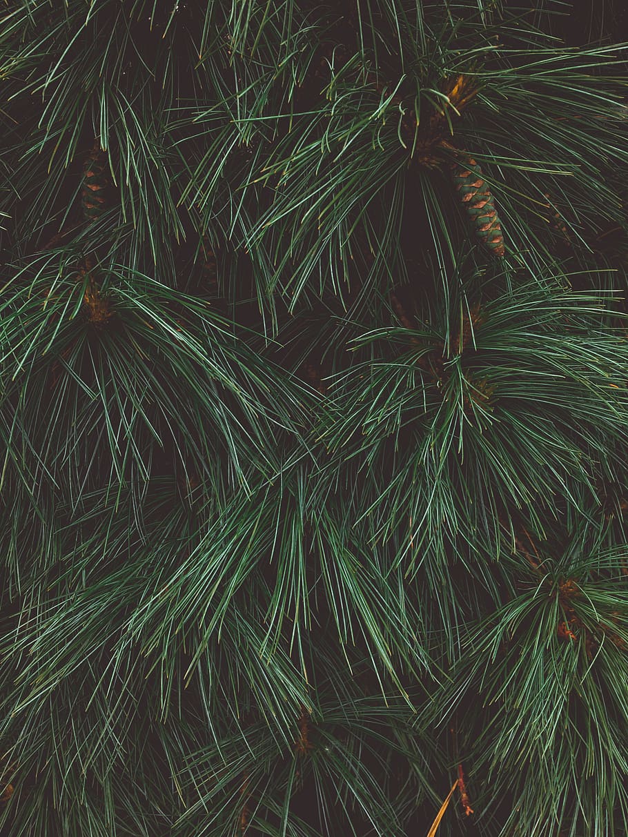 Green Plant, bright, close-up, colors, cone, kasvi, pine cone HD wallpaper