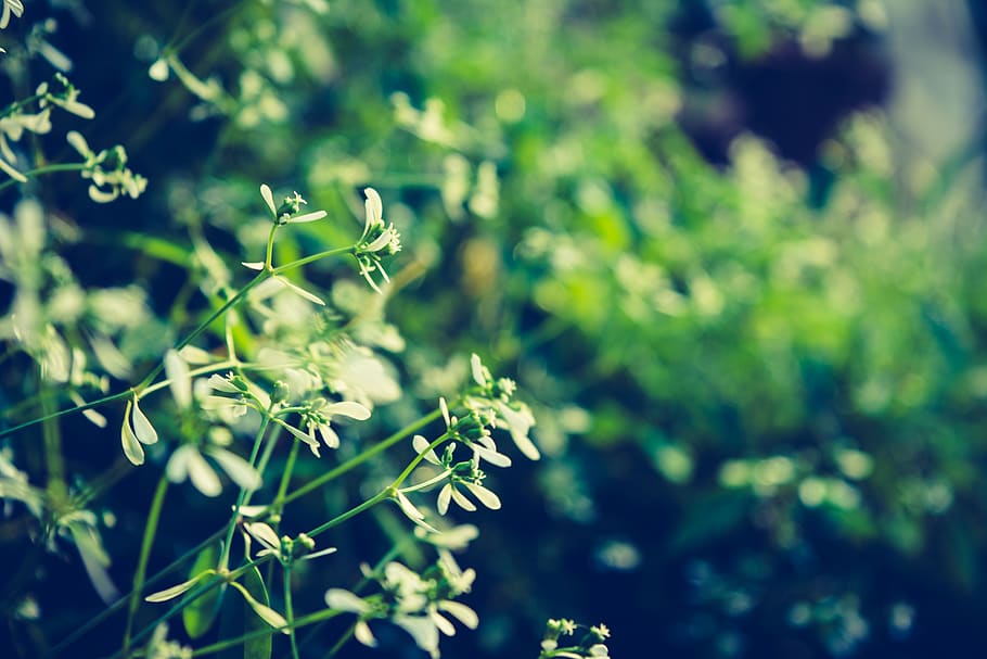 flowers, plant, growth, nature, green color, beauty in nature HD wallpaper