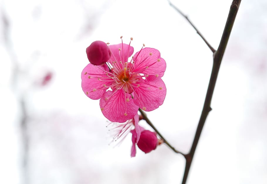flower, nature, azalea, spring, mountain, pink, flowers, plants HD wallpaper