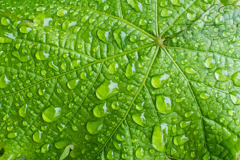 linear, spine, flora, green, abstract, detail, element, closeup HD wallpaper