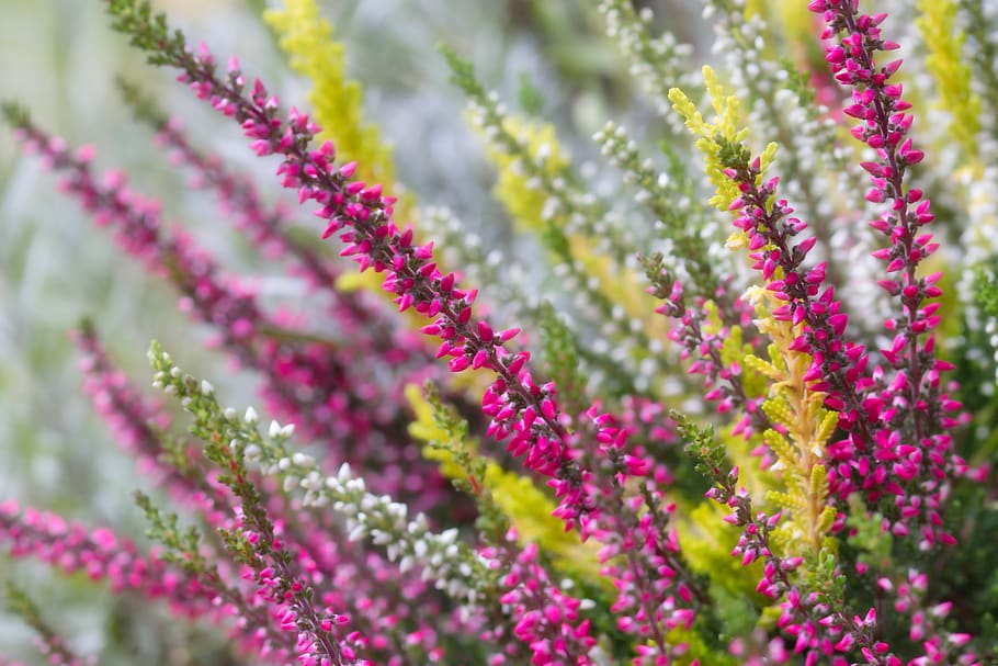 heide, heather, erika, close up, pink, autumn, flowers, bloom HD wallpaper