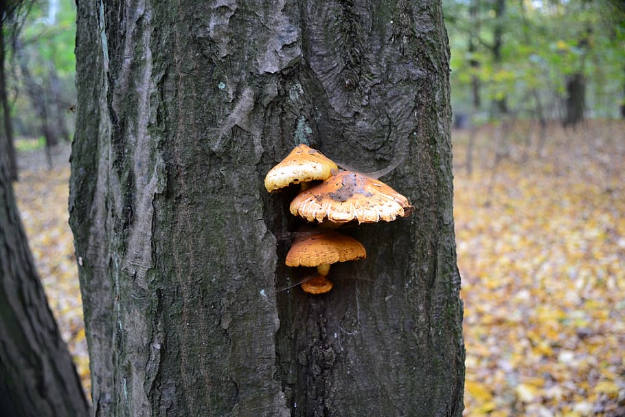 tree, mushrooms, forest, autumn, nature, the bark, symbiosis HD wallpaper