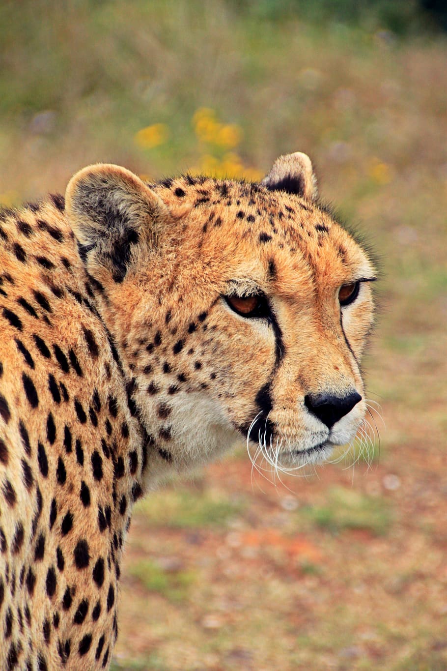 Cheetah Against Blurred Background, adventure, africa, animal, HD wallpaper