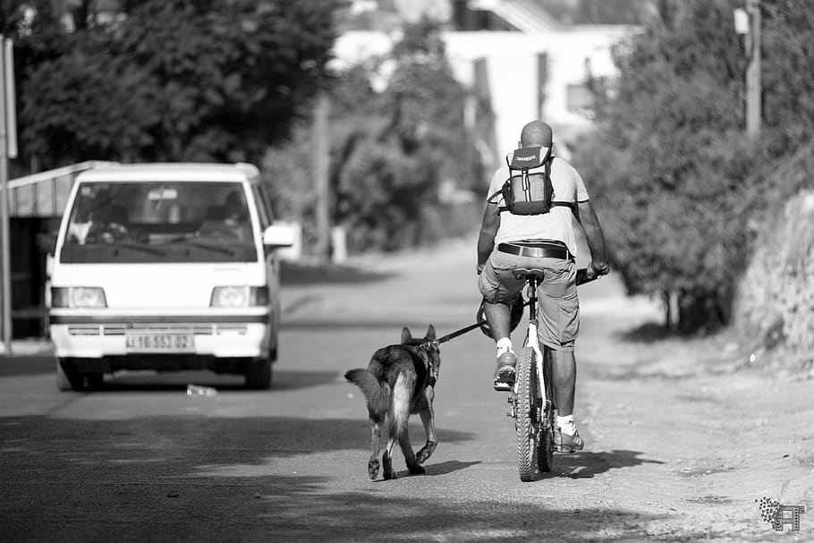 dog, best, friend, mansbestfriend, cycle, village, canon, 5d, HD wallpaper