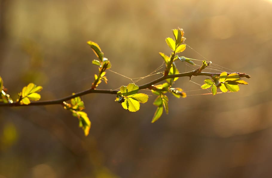 casey, leaves, green, spring, tree, light, youth, forest, bud HD wallpaper
