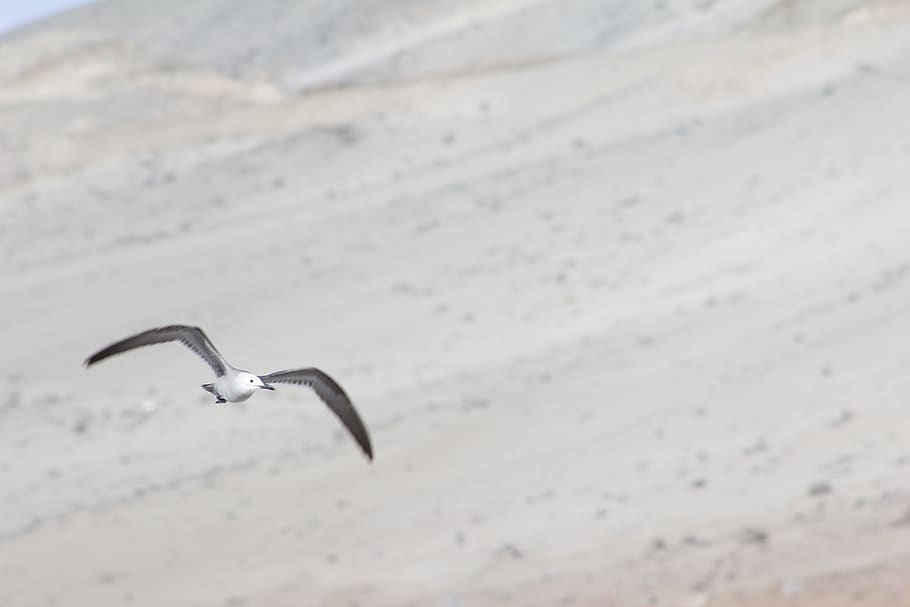 white and black bird, animal, seagull, booby, chile, antofagasta, HD wallpaper