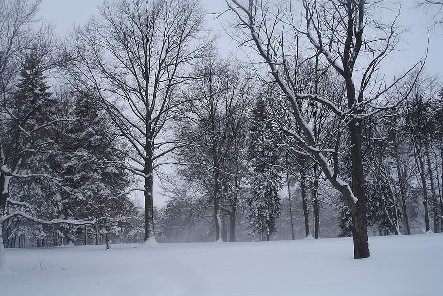 winter, landscape, snow, cold, trees, cold temperature, bare tree HD wallpaper