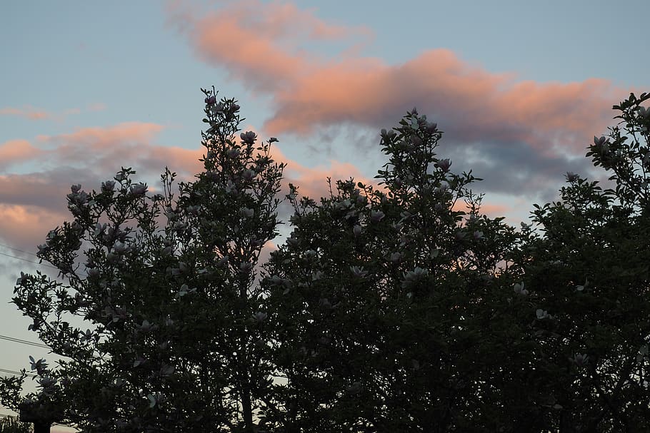 trees, home, sky, plant, beauty in nature, sunset, growth, cloud - sky HD wallpaper