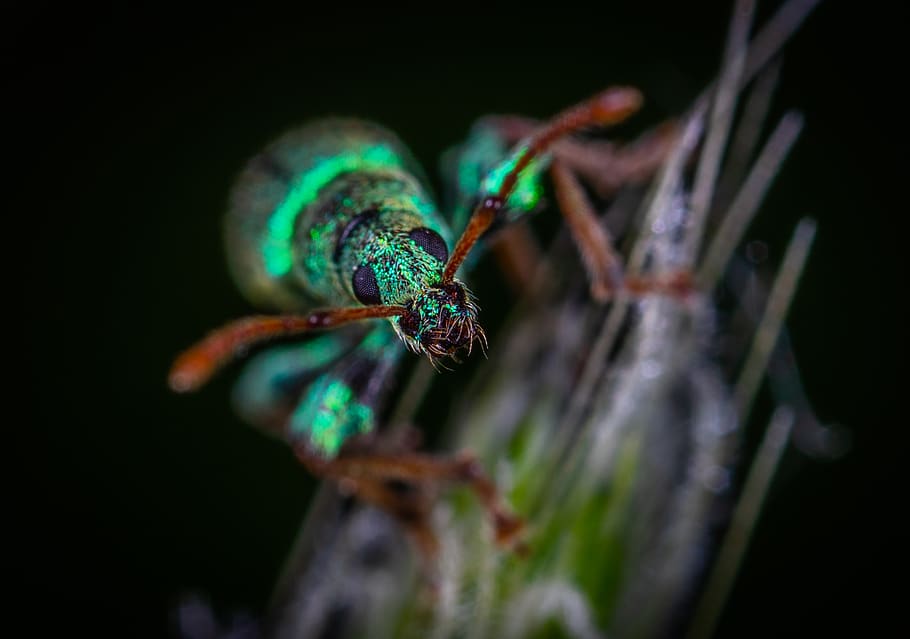 green insect on grass, dragonfly, anisoptera, animal, invertebrate HD wallpaper