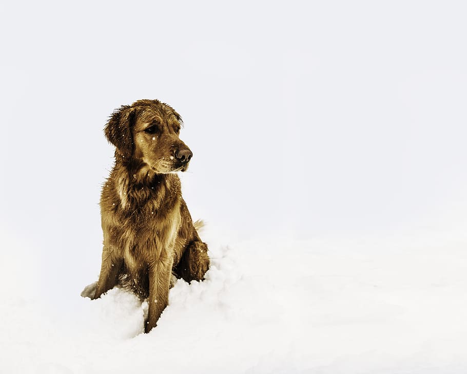 cold, dog, snow, winter, frozen, wet, animal, pet, retriever HD wallpaper