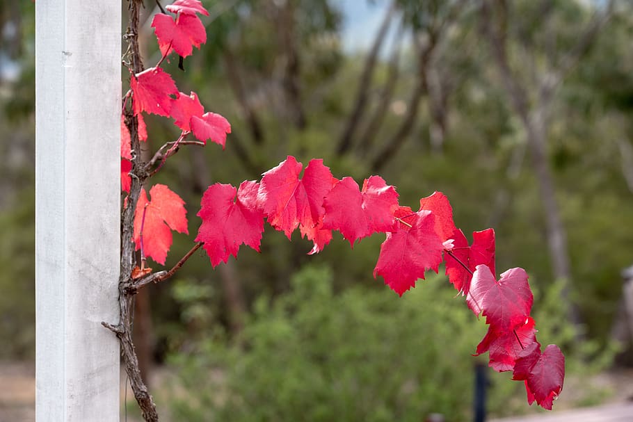 grape vine, leaf, autumn, colourful, red, plant, nature, foliage HD wallpaper