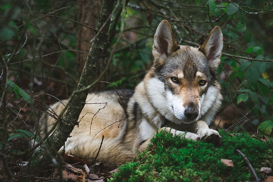 gray siberian husky, dog, france, mammal, canine, animal, pet HD wallpaper