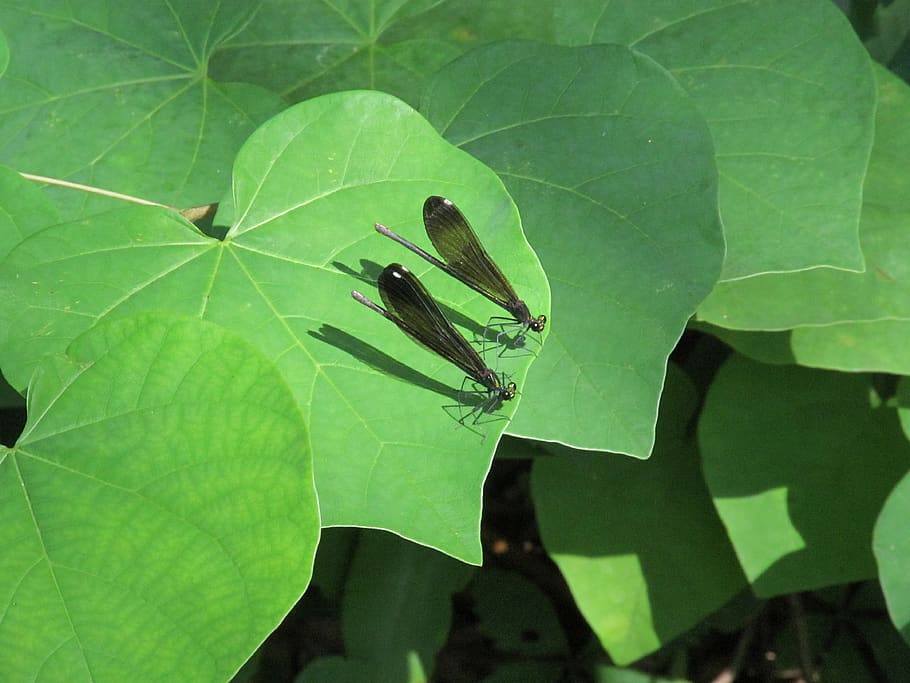two dragonflies on green cornate leaf, plant, flora, bug, insect HD wallpaper