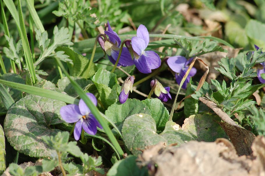 wild violets, wildflowers, spring, bloom, plant, flowering plant HD wallpaper