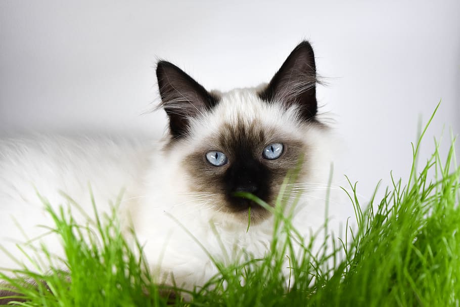 kitten, cat, grass, lawn, animals, charming, mammals, nature HD wallpaper