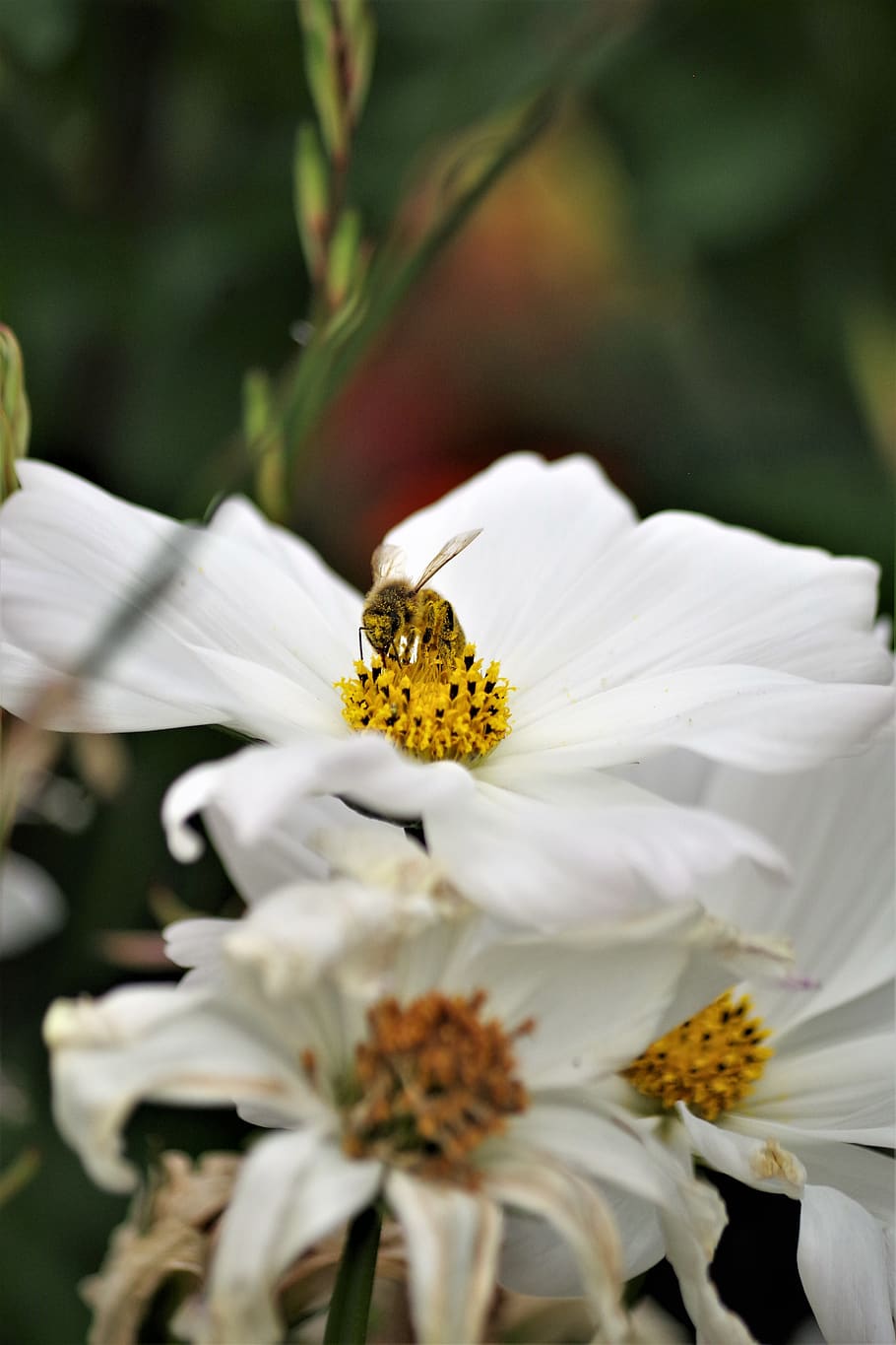 margarite, bee, wasp, insect, flower, bloom, blossom, nature HD wallpaper