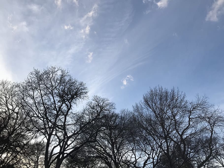 trees, forest, clouds, blue sky, no leaves, sticks, low angle view HD wallpaper