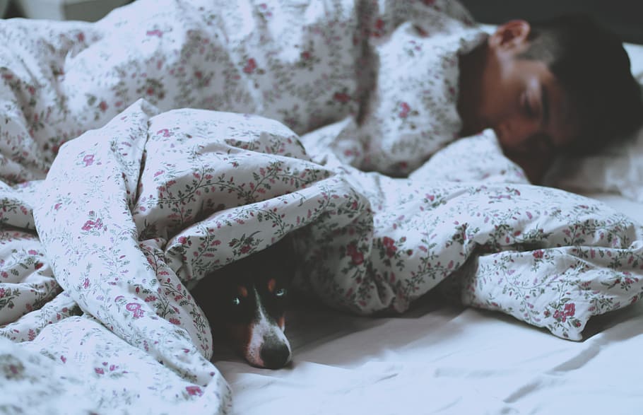 man lying on bed beside short-coated black dog, man sleeping with dog