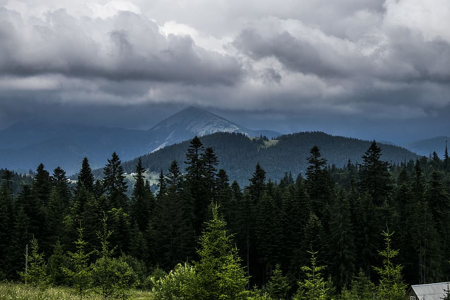 carpathian mountains, cloud - sky, tree, beauty in nature, plant HD wallpaper